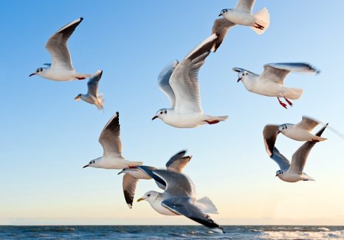 gulls-370012_640